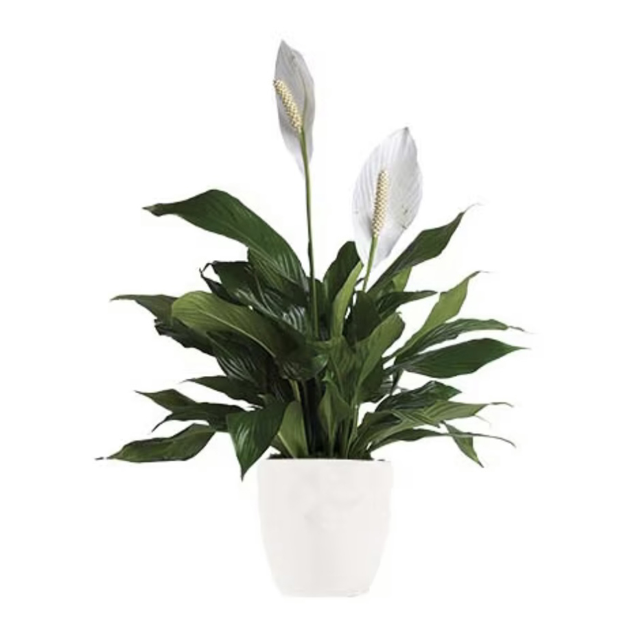 florist Mawson lake, peach lily, plant gift